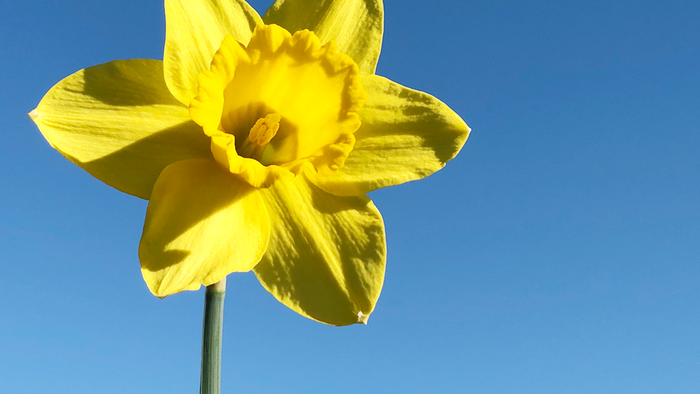 En ensom guldgul daffodille mod et klar blå himmel