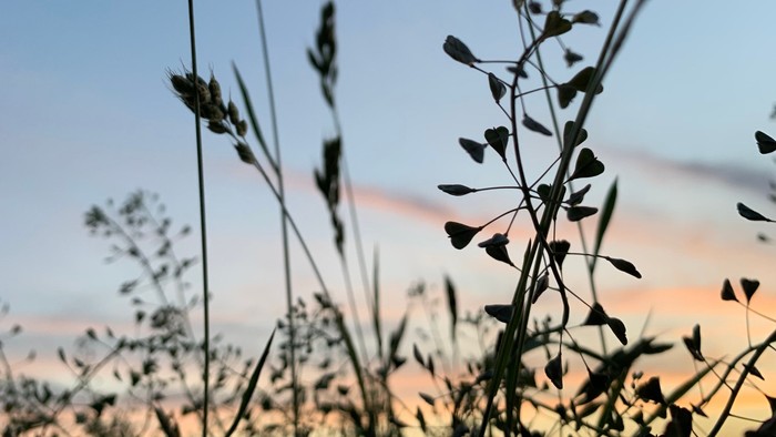 Hohe Gräser vor Sonnenuntergang
