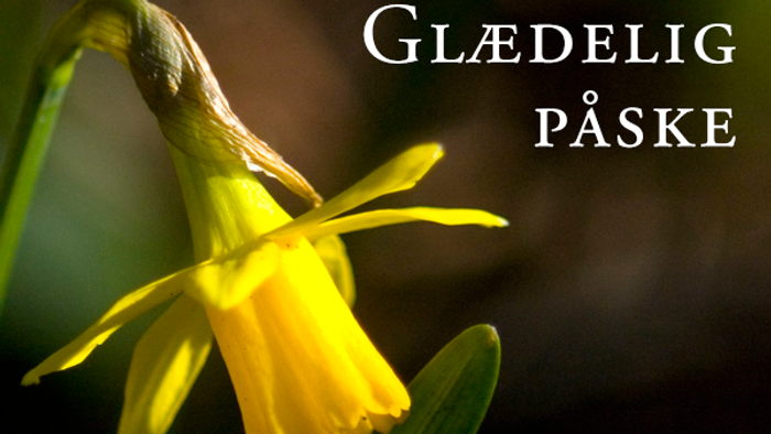 Et gult blomst med grønne blade og teksten 