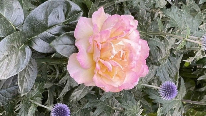 Eine rosa Rose umgeben von grünen Blättern und lila Kugeldisteln