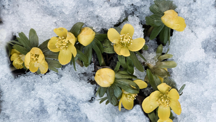 Gule blomster springer ud gennem sneen.