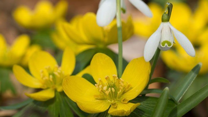 Gulde og hvide blomster i naturen