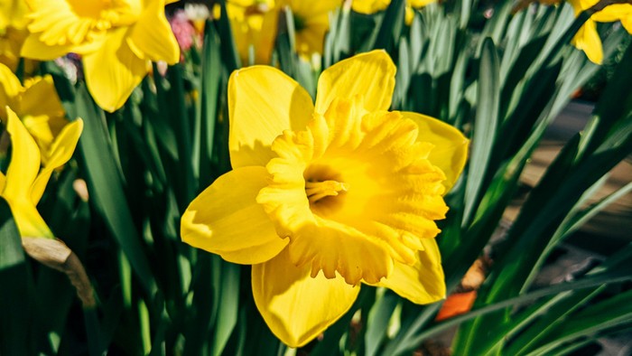Guldaar i blomstning i sollys