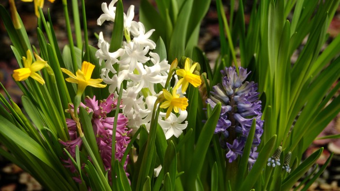 En blomsterbeet med gule, hvide, rosa og blå blomster.