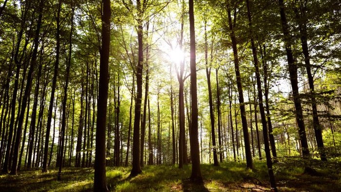 Skog med solskin og høje træer