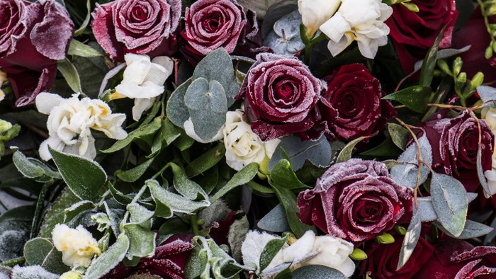 Røde og hvide roser med grønne blade.