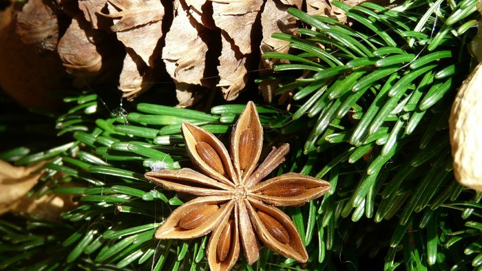 En stjerneanis på en grønne gren med nåler og koner.