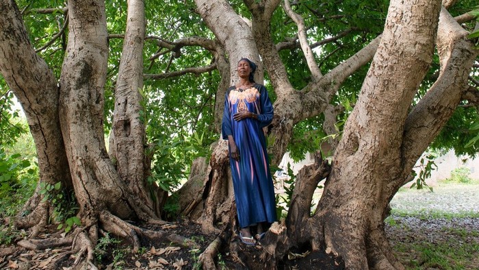 Eine Person in einem blauen Kleid steht unter einem alten, weitverzweigten Baum mit kunstvollen Wurzeln und einem Nest oben.