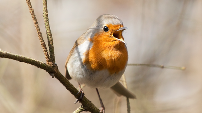 Ein kleiner Vogel mit orangenem und grauem Gefieder sitzt auf einem Ast und singt.