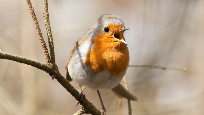 Ein kleiner Vogel mit orangenem und grauem Gefieder sitzt auf einem Ast und singt.