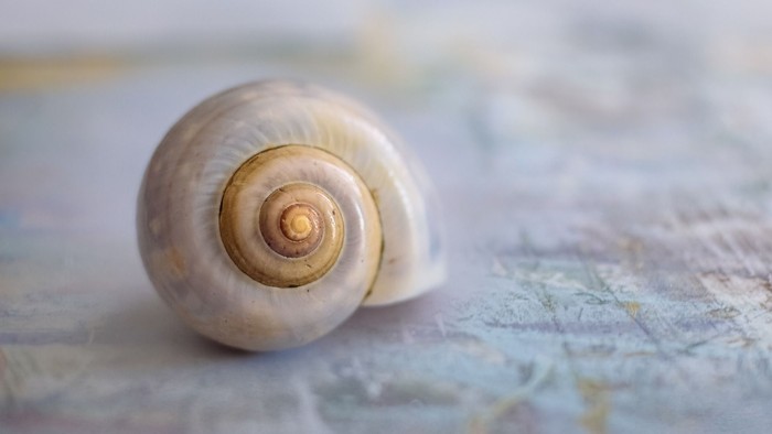 En hvid snæle ligger på en karta.