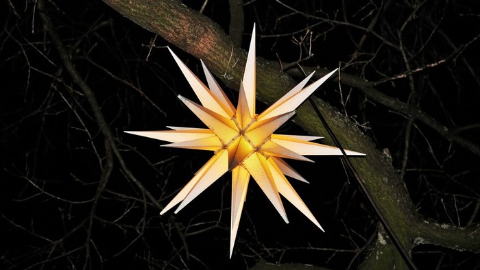 Ein leuchtend gelber Sternblume steht im Mittelpunkt, umgeben von dunklen Blättern und Zweigen.