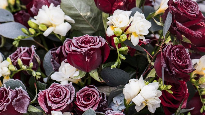 Røde og hvide roser med grønne blade.