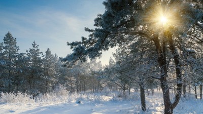 En snebelæget skov under en klar blå himmel med solskin.