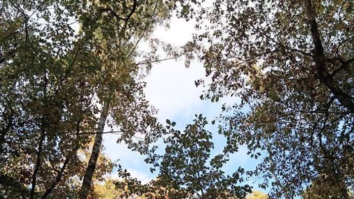 Hohe Bäume mit üppigem Blattwerk vor blauem Himmel