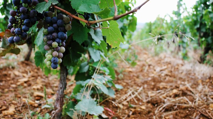 Trauben hängen an einem Weinstock in einem Weinberg