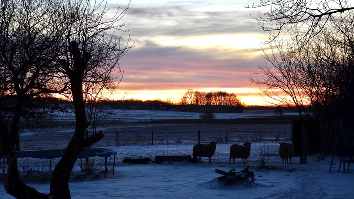 Sneklædt landskab med solnedgang og nøgne træer.