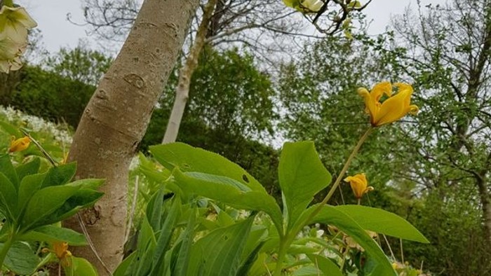 Et blomster med store, gule blomsterblade ved et træstamme