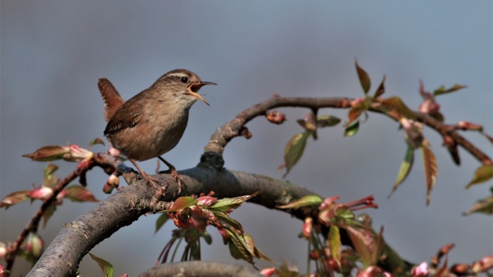 En fugl sidder på en gren med blomster.