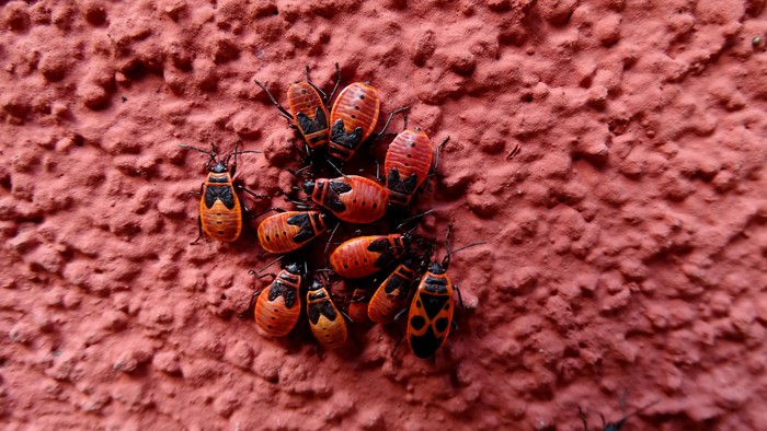 Mehrere Marienkäfer auf rötlicher Oberfläche.
