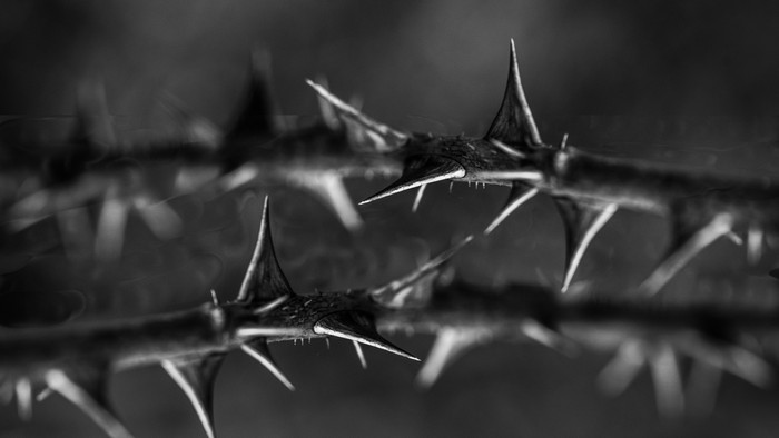 Et nært billede af en Dornet med spisse tagger.