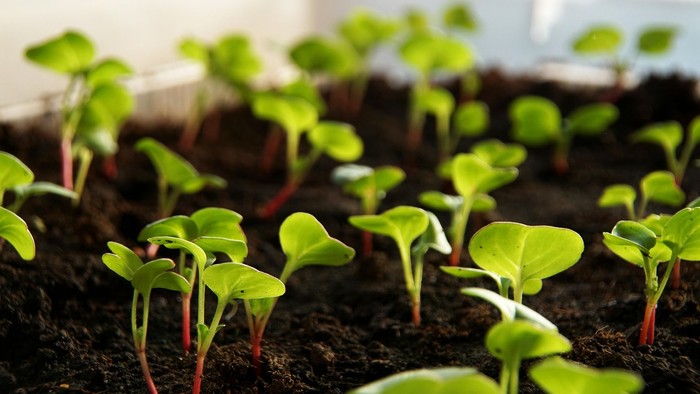 Små grønne planter, der vokser i jord.