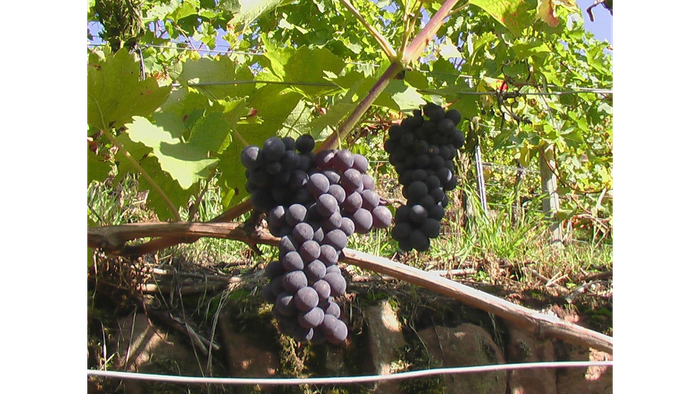 Trauben hängen an einem Weinstock in einem Weinberg