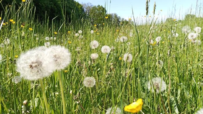 Ein leuchtend grüner Feldweg mit gelben Blumen und flauschigen Doldenblüten.