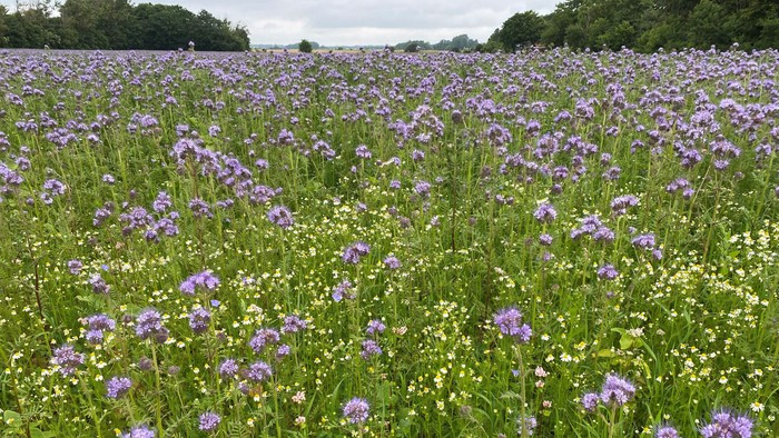 Livlige lilla vilde blomster, der dækker en frodig grøn eng under en åben himmel.