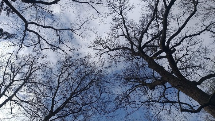 Bäume mit kahlen Ästen vor blauem Himmel