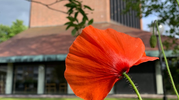 En rød poppel blomster foran et moderne hus.