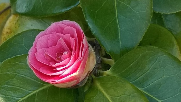 To rosaer med bløde grønne blade