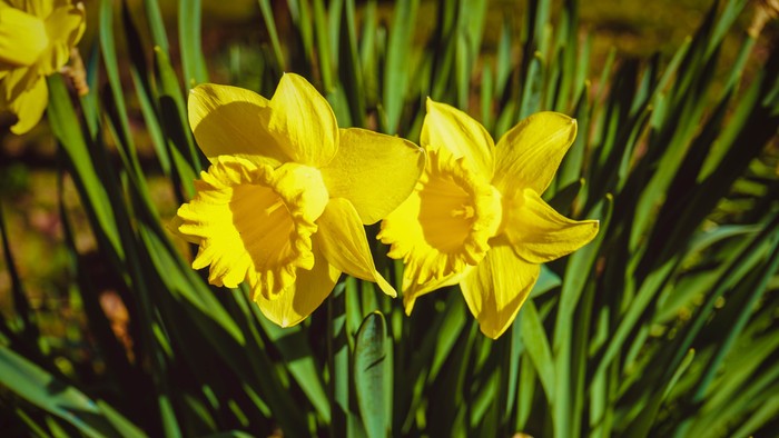 To guldkroner blomster med grønne blade