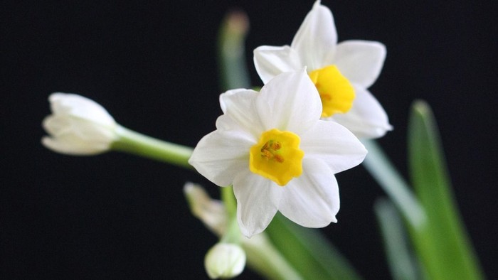 En hvid narcis med gule midter, mod et sort baggrund