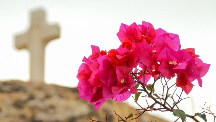 Eine Blume und im Hintergrund ein Kreuz. Symbolhaft für die Gottesdienste im Seniorenzentrum