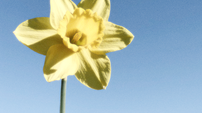 En ensom narcis, der blomstrer mod et klart blå himmel.