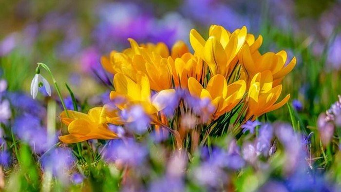 Gulde og violette blomster i en blomstereng