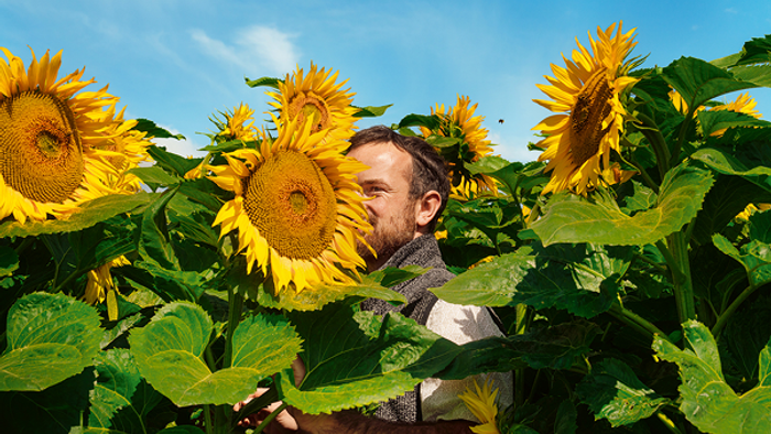 Eine Person, umgeben von hohen Sonnenblumen auf einem hellen, sonnigen Feld.