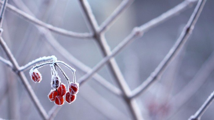 Smukke røde bær på kvist med is.