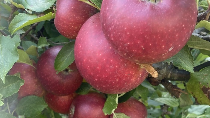 Røde æbler hænger i træet.