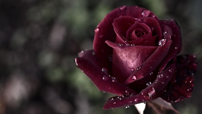 Eine Nahaufnahme einer dunkelroten Rose mit Tautropfen.