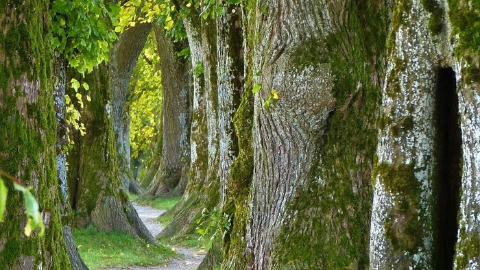 Ein ruhiger, moosbewachsener Waldpfad, gesäumt von üppigen, grünen Bäumen, die einen natürlichen Tunnel bilden.