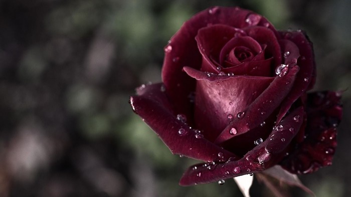 Eine Nahaufnahme einer dunkelroten Rose mit Tautropfen.