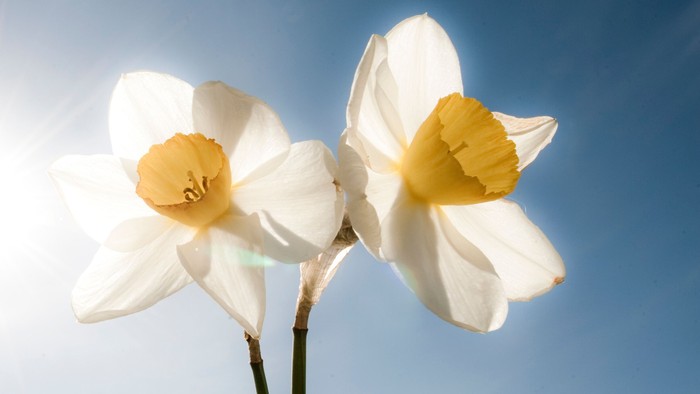 To dafiner med hvide blomster og gule midter.