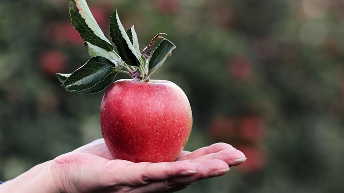 Eine reife rote Apfel mit grünen Blättern wird in einer offenen Handfläche vor einem unscharfen Gartenhintergrund gehalten.