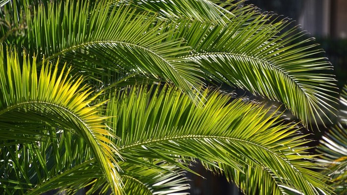 Hellgrüne Palmenblätter im Sonnenlicht.