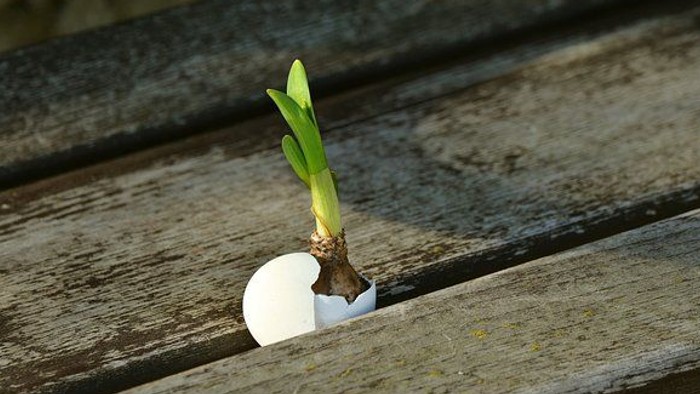 Kleine Pflanze, die aus einer Eierschale auf einer Holzfläche spießt.