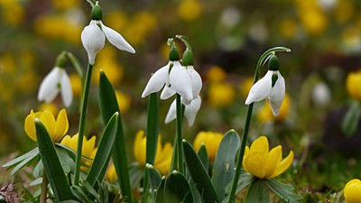 Lysende hvide vintergækker og livlige gule blomster springer ud sammen i en frodig, grøn natur.
