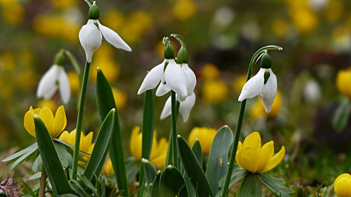 Lysende hvide vintergækker og livlige gule blomster springer ud sammen i en frodig, grøn natur.