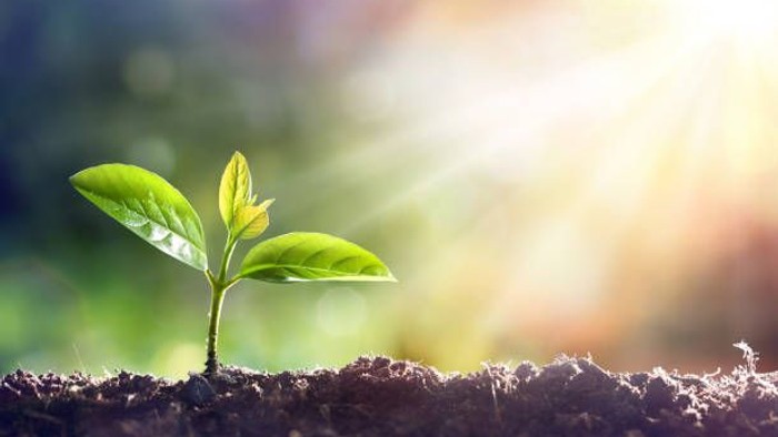 En lille planke sprider sig ud af jorden i solskinnets lys